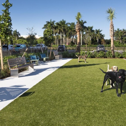 Solena Miramar is a pet-friendly community! dogs in a dog park